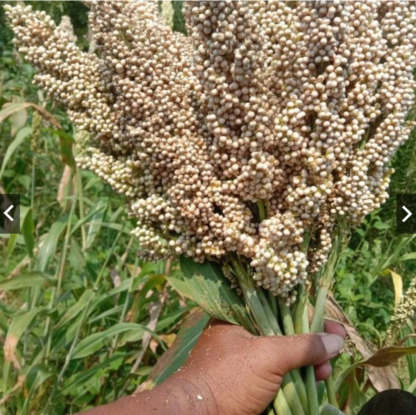 ATM BIJI SORGUM | UNTUK PAKAN TERNAK